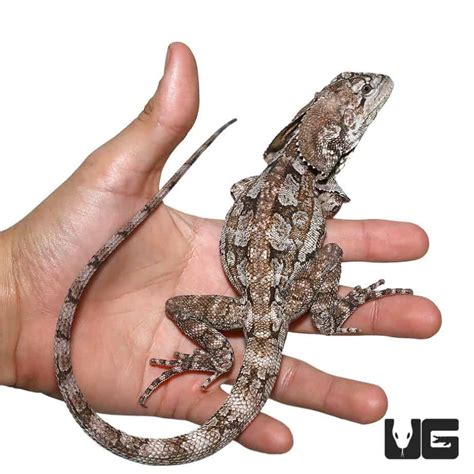 Phys­i­cal De­scrip­tion. Chlamy­dosaurus kingii is one of Aus­tralia's most dis­tinc­tive and fa­mil­iar dragon lizards. It is a large lizard, av­er­ag­ing 85 cm (33 inches) in length. C. kingii is mod­er­ately ro­bust with long limbs and a mod­er­ately long tail. The gen­eral col­or­ing of this lizard is grey-brown. 